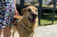 Выставка собак в районе Солнцево, посвященная международному дню собак