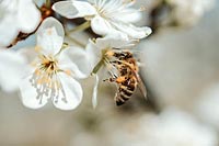 Пчелиные чудеса