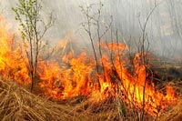 О запрете выжигания сухой травы, стерни в весенне-летний пожароопасный период 